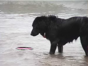 jack_staring_at_frisbee.jpg